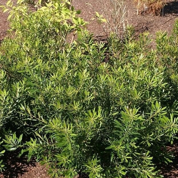 Wax Myrtle Don's Dwarf I Live Plants I Myrica Cerifera | Compact Evergreen Shrub with Aromatic Foliage, Ideal for Small Spaces, Hedges, & Landscape Accents
