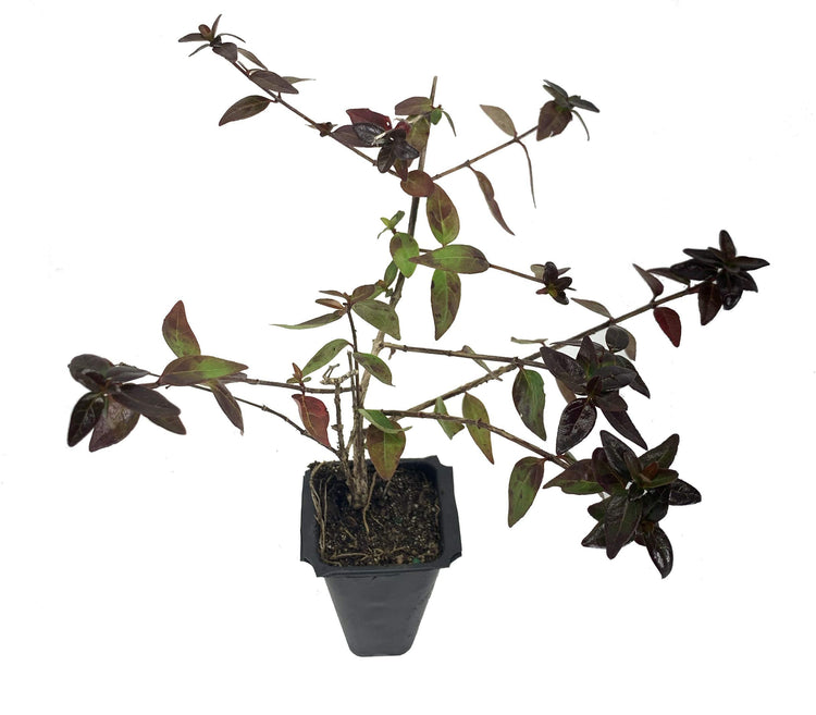 Abelia Grandiflora Edward Goucher | Live Plants | Flowering Deer Resistant Butterfly Attracting Shrub