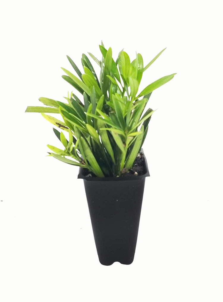 Dwarf Podocarpus Macrophyllus Pringles | Live Plants | Dense Evergreen Low Hedge or Bonsai