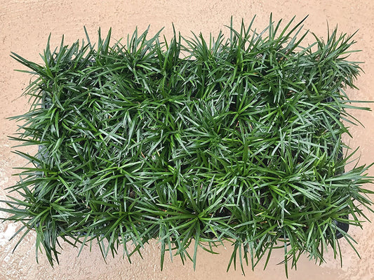 Dwarf Mondo Grass | 72 Live Plants | Ophiopogon Japonicus Nanus | Shade Loving Evergreen Ground Cover