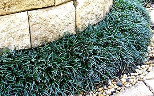 Dwarf Mondo Grass | Large Quart Size Plants | Ophiopogon Japonicus Nanus | Live Shade Loving Evergreen Ground Cover
