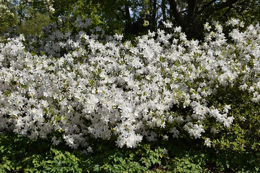 Azalea GG Gerbing | Extra Large 3 Gallon Plants | Lush & Radiant White Blooms, Hardy & Versatile, Ideal for Indoor/Outdoor Planting & Decor