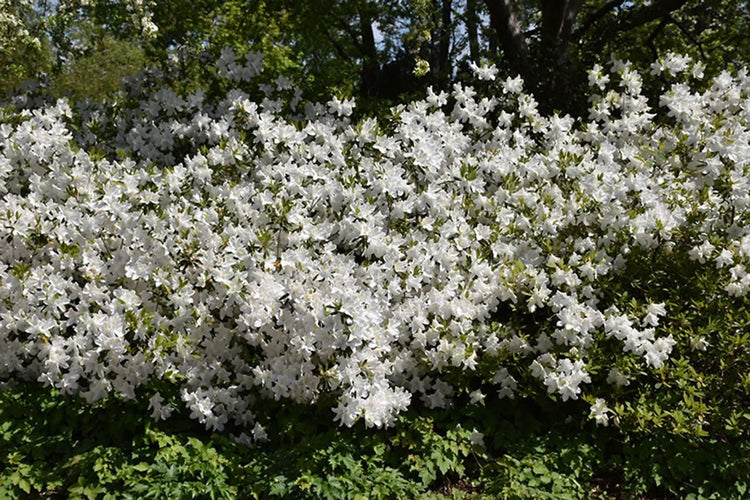 Azalea GG Gerbing | Extra Large 3 Gallon Plants | Lush & Radiant White Blooms, Hardy & Versatile, Ideal for Indoor/Outdoor Planting & Decor