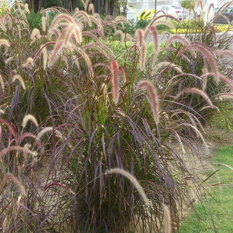 Red Fountain Grass I Large Gallon Size Plant I Pennisetum Setaceum Rubrum I Live Premium Quality, Ornamental Perennial Grass for Eye|Catching Landscaping, Gardens
