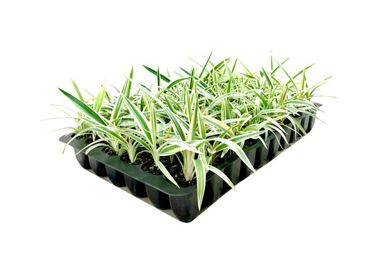 Flax Lily | 10 Pack | Variegated Dianella Tasmanica Variegata | Evergreen Shade Loving Grass