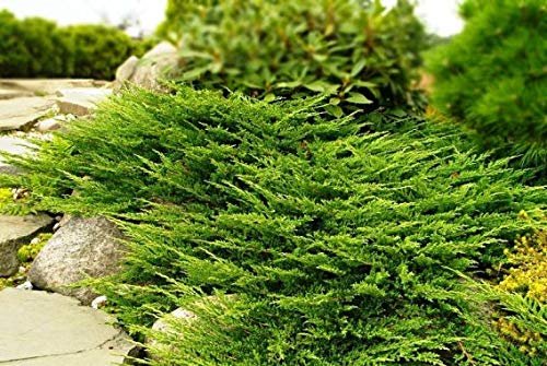 Prince of Wales Juniper | 15 Live Plants | Drought Tolerant Cold Hardy Evergreen Ground Cover