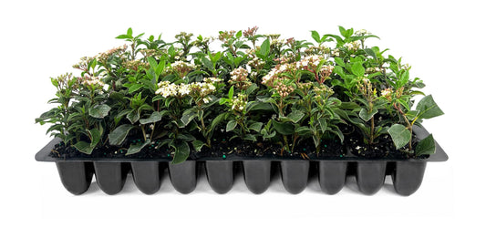 Viburnum Spring Bouquet | Live Plants | Viburnum tinus | Evergreen Flowering Shrub | Compact Ornamental Hedge for Landscaping