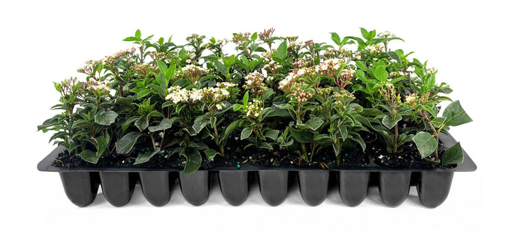 Viburnum Spring Bouquet | Live Plants | Viburnum tinus | Evergreen Flowering Shrub | Compact Ornamental Hedge for Landscaping