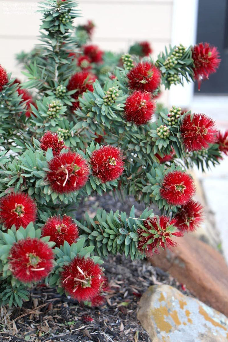 Little John Dwarf Bottlebrush | Large Gallon Size Plant | Callistemon Compact Heavy Blooming Shrub