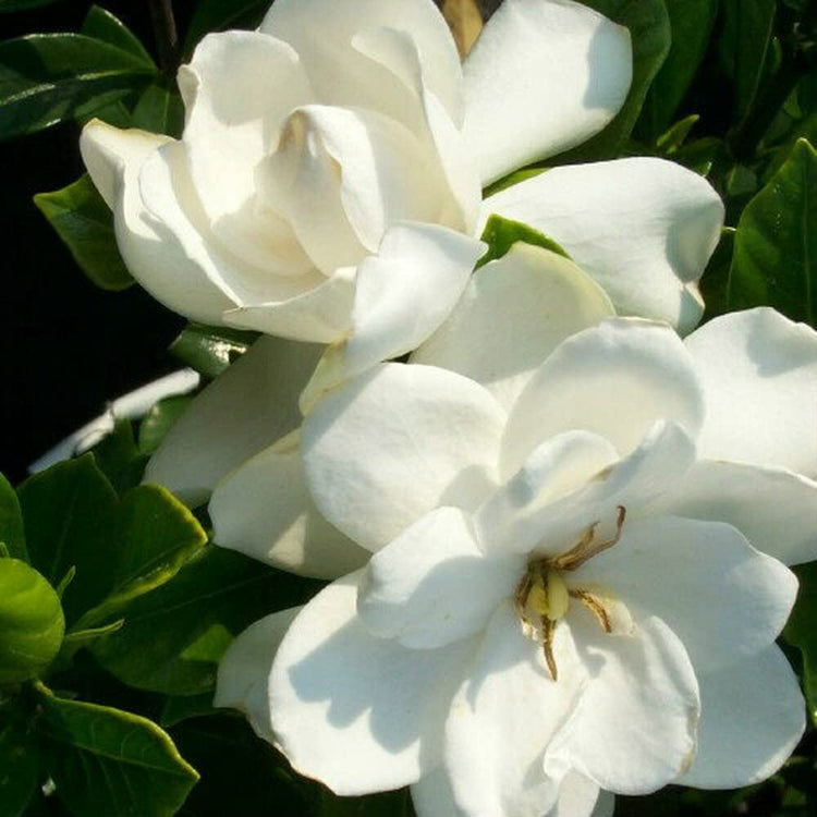 Gardenia August Beauty | Live Plants | Gardenia Jasminoides | Beautiful Fragrant White Blooming Shrub