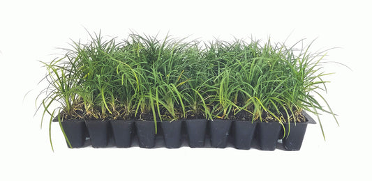 Mondo Grass | Live Plants | Ophiopogon Japonicus | Shade Loving Evergreen Groundcover Plants