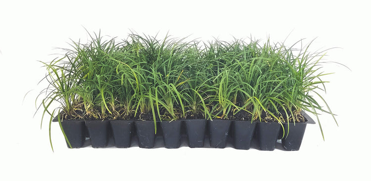 Mondo Grass | Live Plants | Ophiopogon Japonicus | Shade Loving Evergreen Groundcover Plants