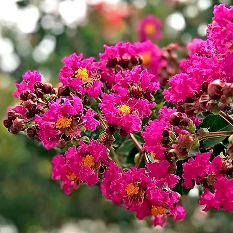 Crape Myrtle Tonto | Extra Large 3 Gallon Plants | Lagerstroemia 'Tonto' | Hardy Fuchsia Blooms | Compact Growth