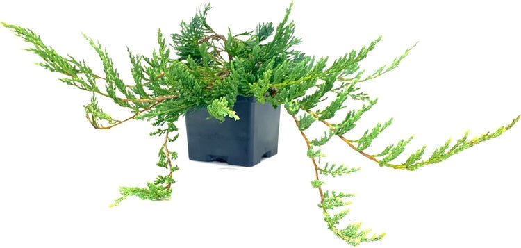 Bar Harbor Juniper | Live 4 Inch Pots | Juniperus horizontalis 'Bar Harbor' | Perfect Lush Ground Cover & Landscape Accent | Drought Resistant & Low Maintenance