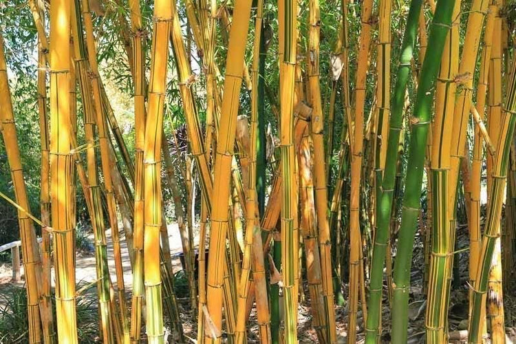 Golden Hawaiian Bamboo | Live Plant | Bambusa Vulgaris Vittata | Beautiful Rare Unique Specimen | Non|Invasive Clumping Bamboo Privacy Screen