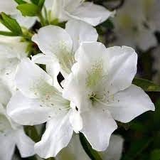 Azalea GG Gerbing | Extra Large 3 Gallon Plants | Lush & Radiant White Blooms, Hardy & Versatile, Ideal for Indoor/Outdoor Planting & Decor