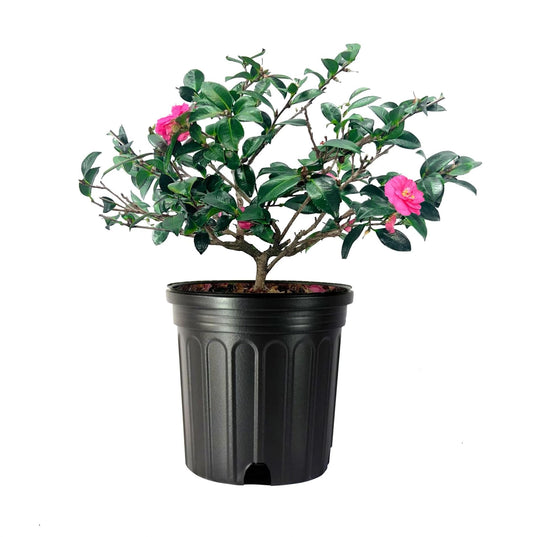 Camellia Japonica Laura Walker I Extra Large 3 Gallon Plant I Red & White Variegated Leaf Deep Red & White Striped Blooms, Live Plant for Home & Garden