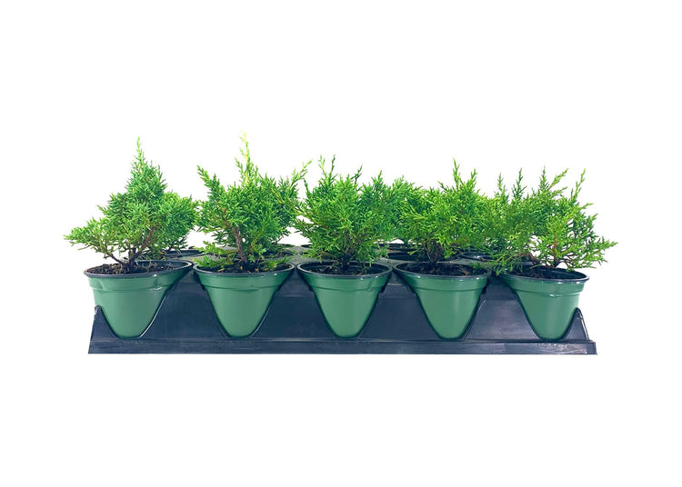 Shimpaku Juniper | Live 4 Inch Pot | Pre|Bonsai Juniperus Chinensis Plants | Symbol of Harmony Balance Meditation and Peace