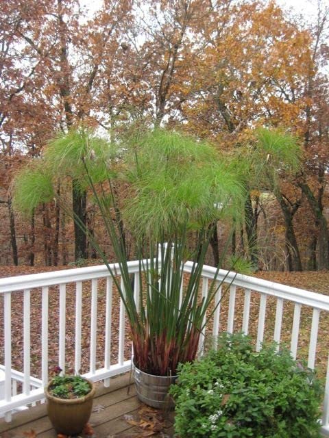 Giant Egyptian Papyrus | 10 Live Plants | Cyperus Large Shade & Wet Tolerant Aquatic Foliage