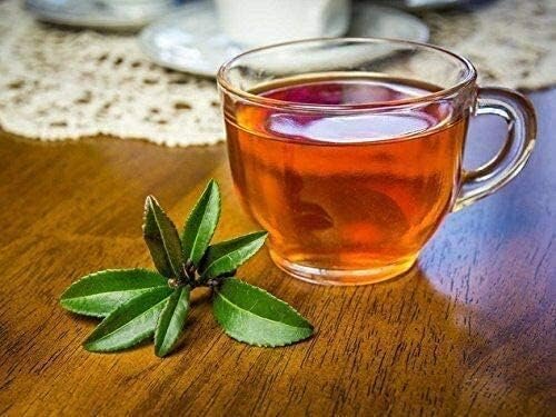 Camellia Sinensis Tea Plants | Live 4 Inch Pots | Camellia Sinensis | Grow & Brew Your Own Tea | Perfect for Home Gardens