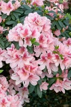Azalea Duchess of Cypress | Extra Large 3 Gallon Plant | Vibrant & Blossoming Shrub, Stunning Spring Blooms, Perfect for Gardens, Borders, and Landscape Accents