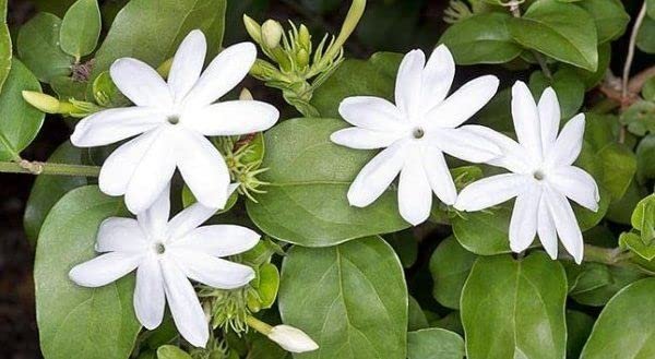 Downy Jasmine | Live Plants | Jasminum Multiflorum | Beautiful Blooming Vine|Like Shrub