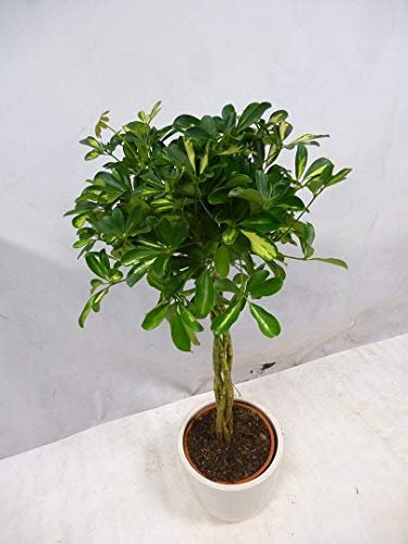 Umbrella Tree | 'Gold Capella' Live Braided Schefflera Arboricola | Florist Quality | Beautiful Indoor Tree | 3 Feet Tall
