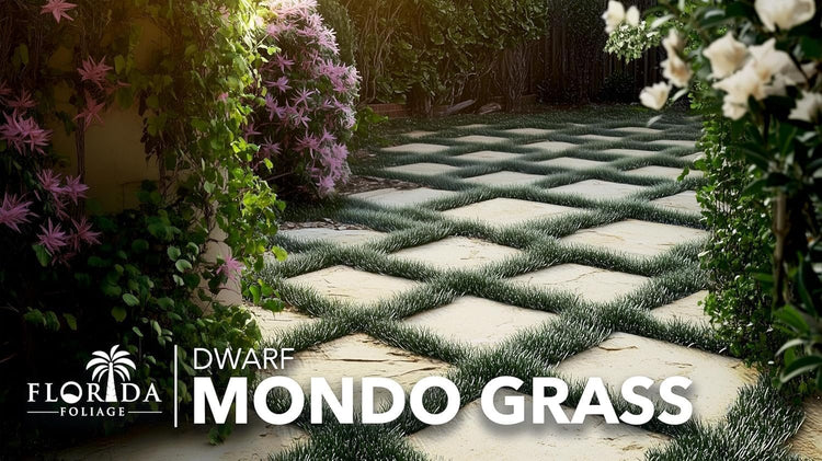 Dwarf Mondo Grass | 40 Live Plants | Japonicus Nanus | Shade Loving Evergreen Lilyturf Groundcover