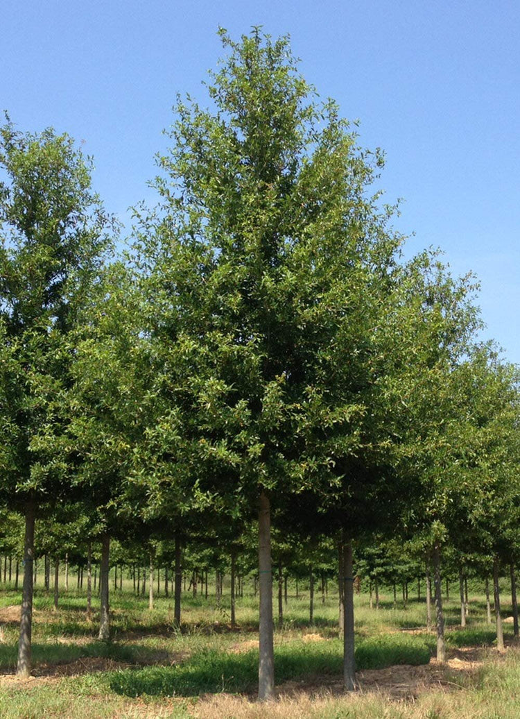 Laurel Oak Tree | Quercus Laurifolia Swamp Oak | Live Plants | Semi|Evergreen Deciduous Shade Tree