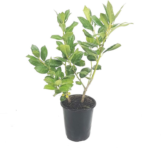 Ilex Nellie R. Stevens Holly | Live Quart Size Tree | Evergreen Privacy Shrub | Red Berries