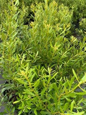 Wax Myrtle Don's Dwarf I Live Plants I Myrica Cerifera | Compact Evergreen Shrub with Aromatic Foliage, Ideal for Small Spaces, Hedges, & Landscape Accents