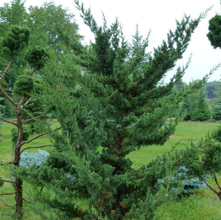 Robusta Green Juniper | Extra Large 3 Gallon Plants | Hardy Evergreen Shrub for Landscapes & Gardens, Ideal for Ground Cover, Topiary, Bonsai, Low Maintenance, Drought Tolerant