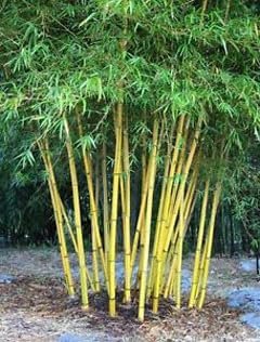 Graceful Bambusa Nutans Bongkhai Ever Bamboo | Large Gallon Size Plant | Fast|Growing Privacy Screen | Hardy & Lush Outdoor Greenery