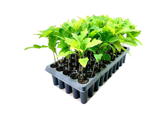 Shumard Red Oak | Live Trees | Quercus Shumardii | Drought Tolerant Weather Resistant Shade Planting