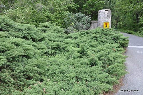 Juniper Nicks Compacta | Live Plants | Juniperus Chinensis | Drought Tolerant Cold Hardy Evergreen Ground Cover
