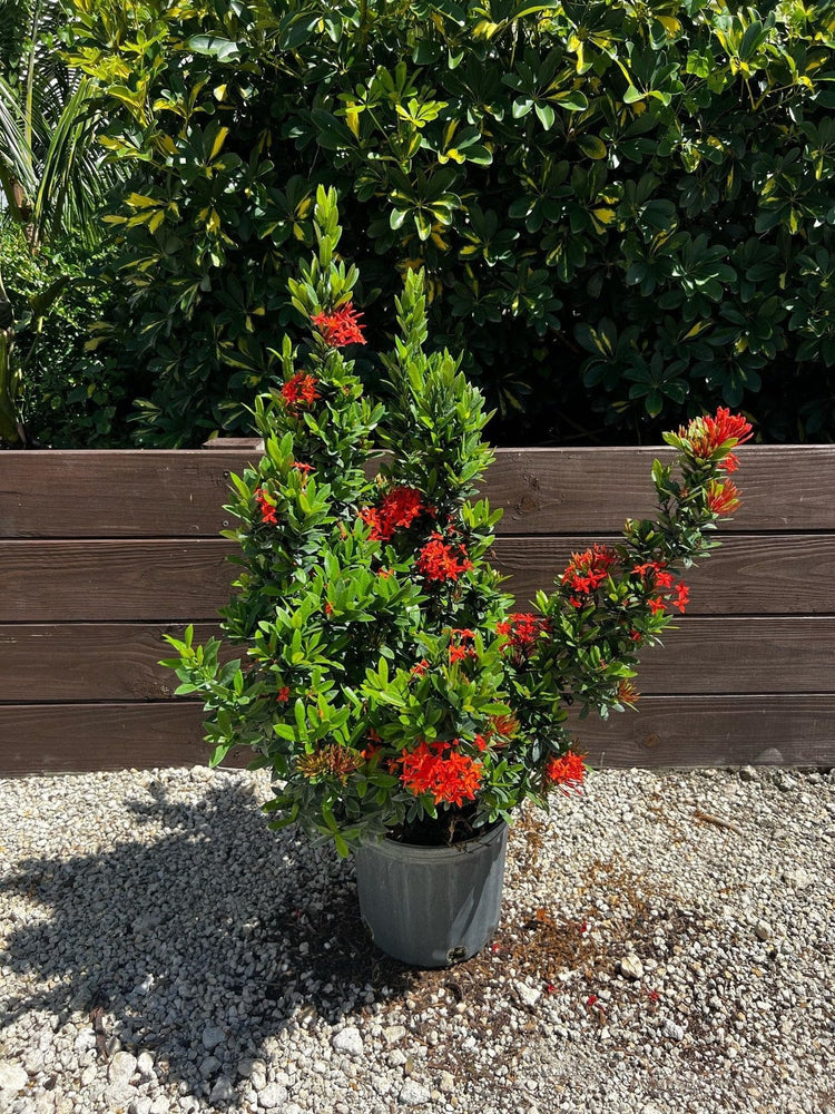 Ixora Taiwanese Red | Extra Large 3 Gallon Plants | Ixora chinensis | Lush Tropical Bloomer | Vibrant Garden Addition