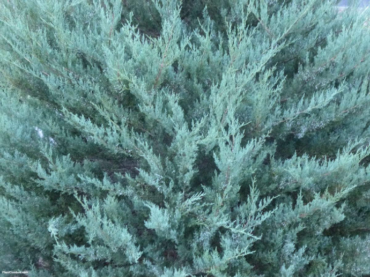 Juniper Burkii | Live Trees | Juniperus Virginiana | Evergreen Screening Red Cedar