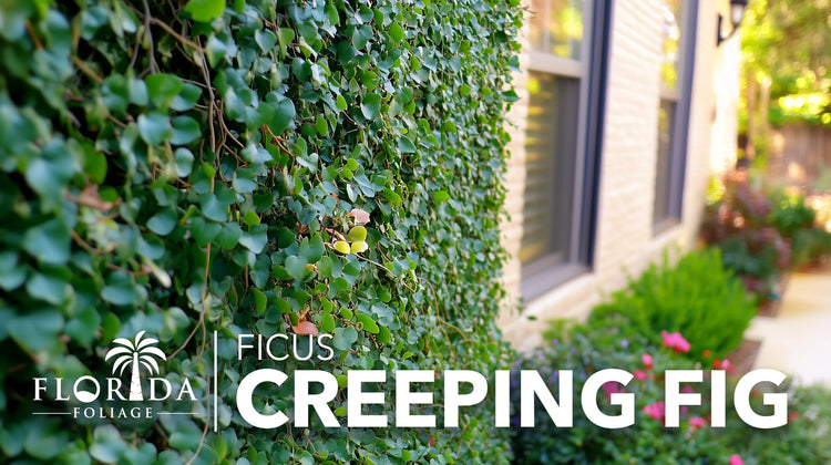 Creeping Fig Vine | Live Plants | Ficus Pumila | Fast|Growing Ground Cover | Evergreen Climbing Vine for Walls & Trellises