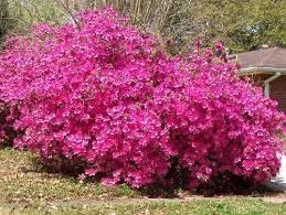 Azalea Purple Formosa | Extra Large 3 Gallon Plant | Vibrant & Lush, Large Purple Blooms, Hardy & Adaptable Shrub for Landscapes, Gardens, or Containers, Low|Maintenance