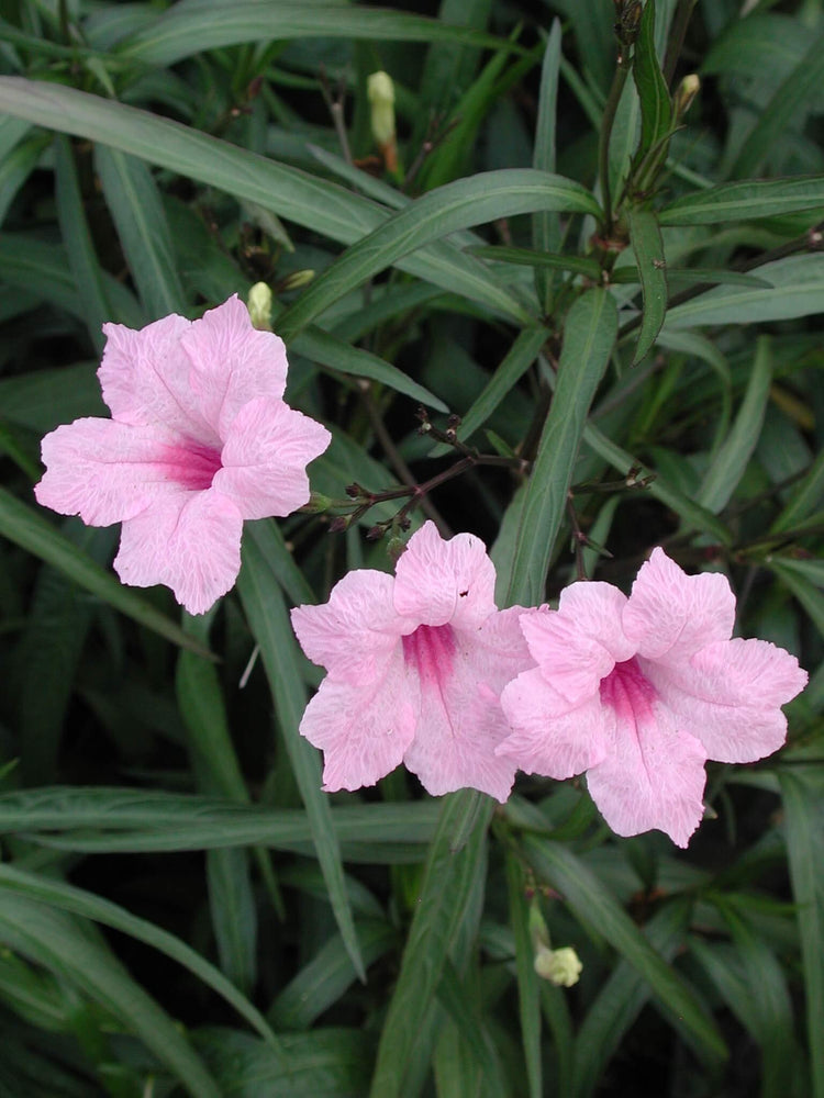 Mexican Petunia Pink | Live Plants | Ruellia Brittoniana | Pink Flowering Landscape Pollinator | Heat Tolerant Groundcover | Outdoor Perennial for Gardens Borders Walkways Containers