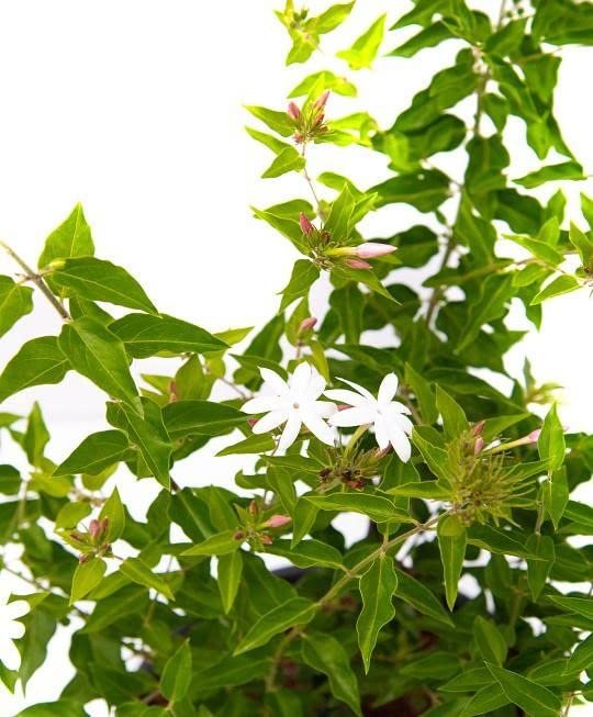 Downy Jasmine | Live Plants | Jasminum Multiflorum | Beautiful Blooming Vine|Like Shrub