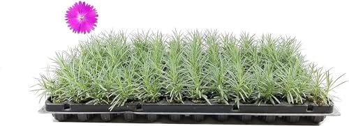 Firewitch Dianthus Plants | Live Seedlings | Dianthus Gratianopolitanus Firewitch | Perfect for Vibrant Colorful Gardens | Hardy & Fragrant