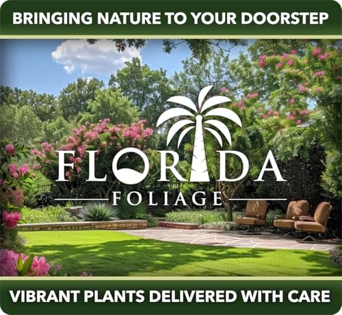 Fern Sprengeri | Live Plants | Asparagus Densiflorus | Evergreen Ornamental Fern | Lush Green Foliage for Hanging Baskets & Borders