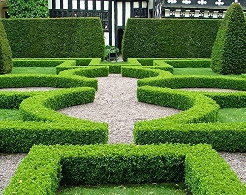 Japanese Boxwood | Large Live Gallon Size Plants | Buxus Microphylla | Formal Evergreen Low Maintenance Hedge Shrub