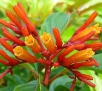 Firebush Dwarf I Live Plants I Hamelia Patens Compactal Vibrant Red|Orange Blooms, Low|Maintenance, Heat|Tolerant, Perfect for Small Gardens and Containers