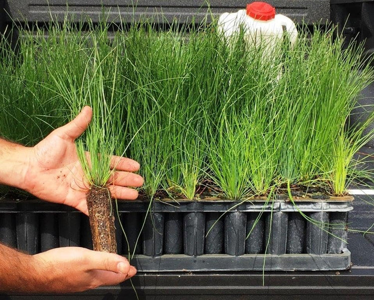 Longleaf Pine Tree | Live Plants | Pines Palustris | Hardy Fast Growing Evergreen Eco|Friendly Trees