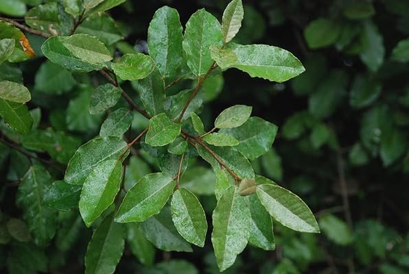 Elaeagnus Pungens I Large Gallon Size Plants I Thorny Olive I Hardy Evergreen Shrub with Fragrant Blooms, Perfect for Hedges, Screening & Ornamental Garden Display