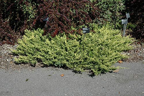 Lime Glow Juniper | Live Gallon Size Plants | Juniperus Horizontalis | Cold Hardy Drought Tolerant Evergreen Groundcover