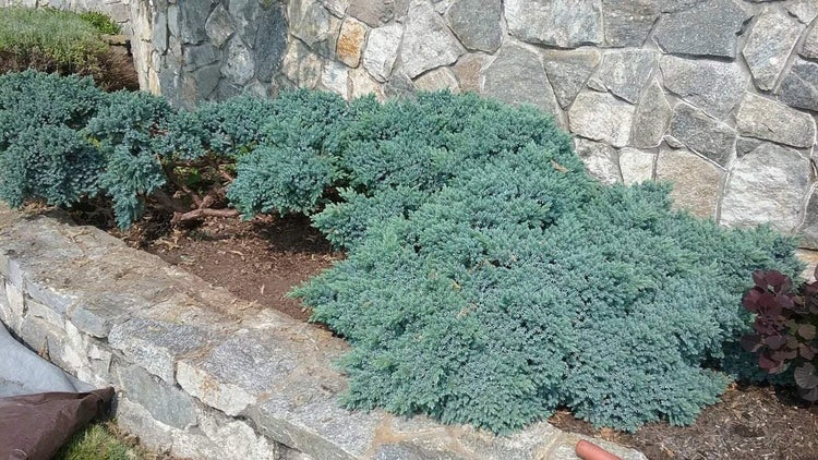 Blue Star Juniper | Large Gallon Size Plants | Juniperus Squamata | Low Maintenance Blue Evergreen Groundcover