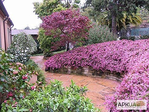 Loropetalum Plum Delight | Live Plants | Loropetalum chinense VAR. rubrum | Evergreen Shrub for Landscaping | Purple Foliage Accent Plants for Gardens